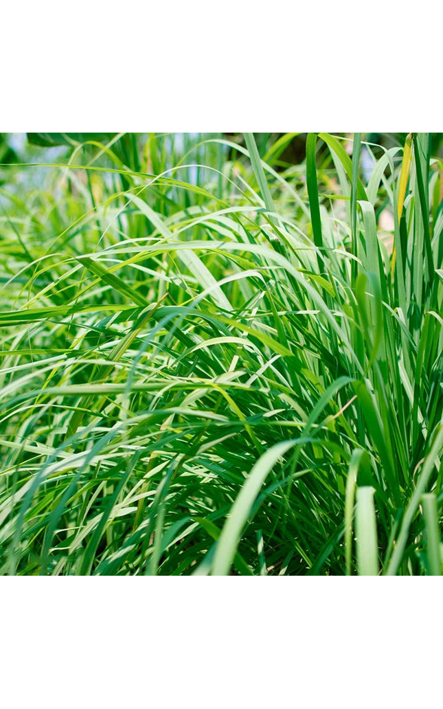 Lemongrass 250 Seeds - Tropical Asian Cooking Perennial Plant Outdoor Indoor Home