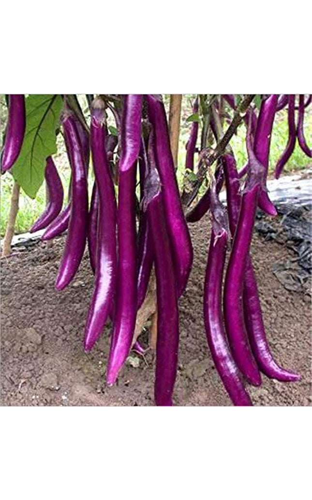Long Purple Eggplant Seeds - Solanum Melongena - Non-Gmo Aubergine Asian Vegetable