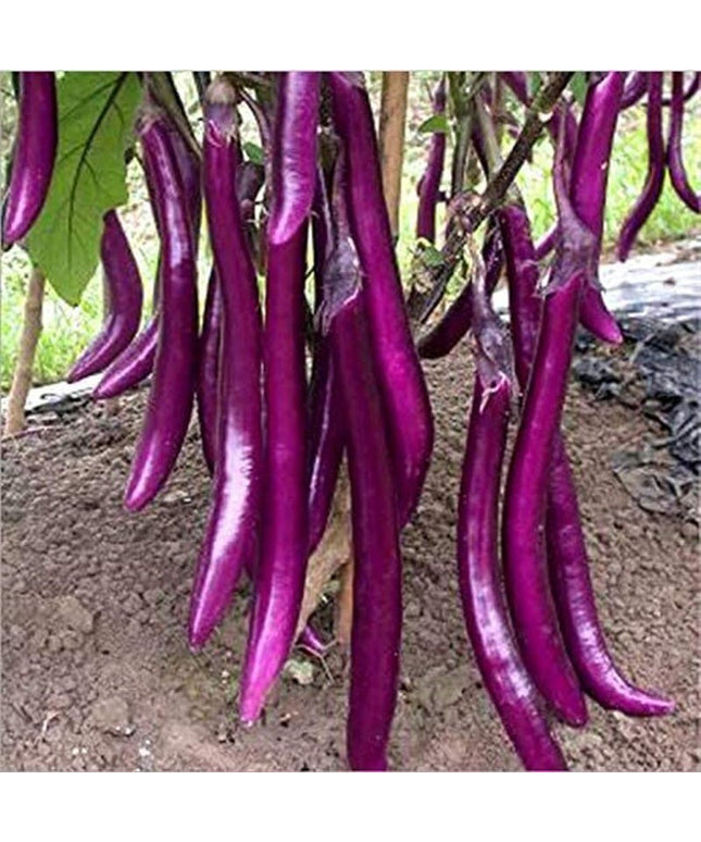 Long Purple Eggplant Seeds - Solanum Melongena - Non-Gmo Aubergine Asian Vegetable