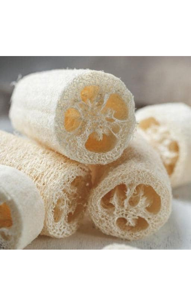 Luffa Sponge Gourd Seeds - Luffa Cylindrica - Easy to Grow Vegetable Garden