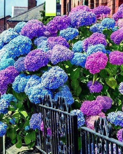 Mixed Hydrangea Seeds - Giant Beautiful Shrub and Hardy Perennial Flowers