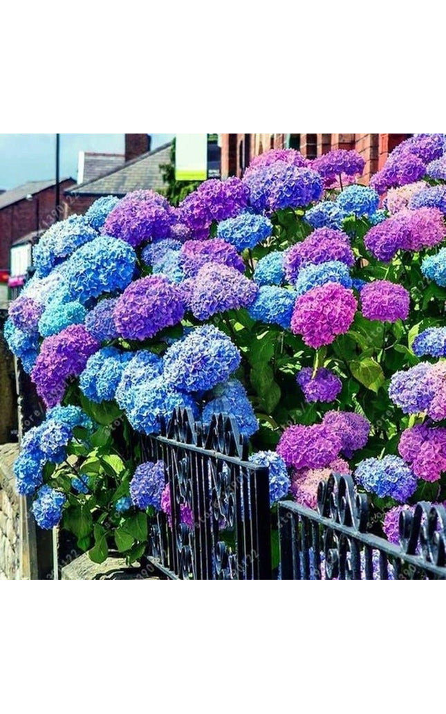 Mixed Hydrangea Seeds - Giant Beautiful Shrub and Hardy Perennial Flowers