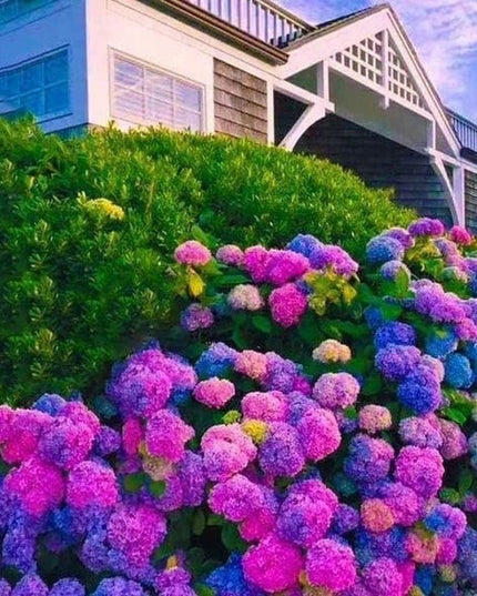 Mixed Hydrangea Seeds - Giant Beautiful Shrub and Hardy Perennial Flowers