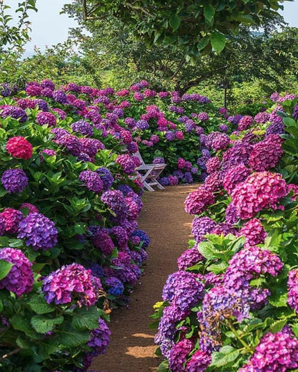Mixed Hydrangea Seeds - Giant Beautiful Shrub and Hardy Perennial Flowers