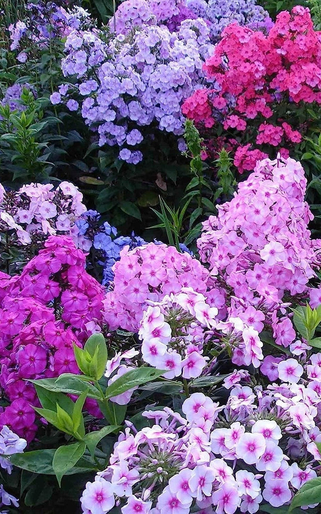 Mixed Phlox Flower Seeds - Dwarf Popstars Phlox Perennial Ground Cover - Creeping Popstars Phlox