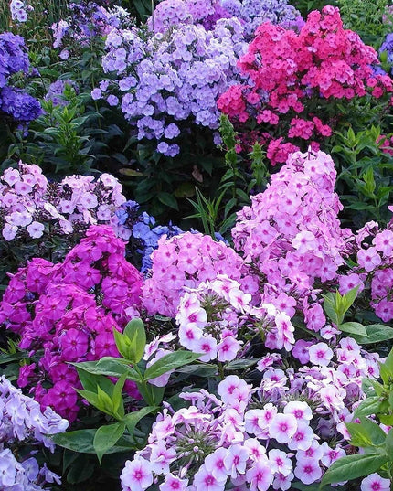 Mixed Phlox Flower Seeds - Dwarf Popstars Phlox Perennial Ground Cover - Creeping Popstars Phlox