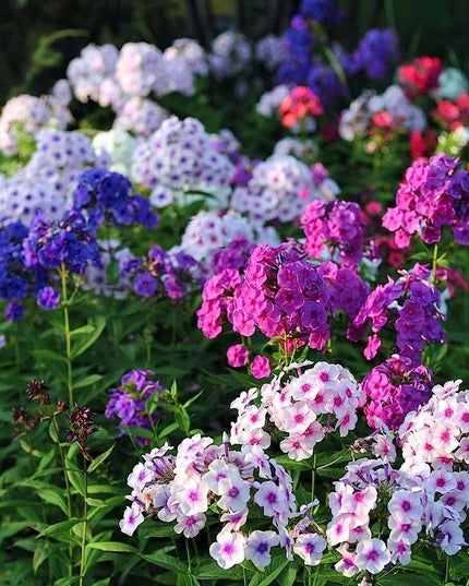 Mixed Phlox Flower Seeds - Dwarf Popstars Phlox Perennial Ground Cover - Creeping Popstars Phlox