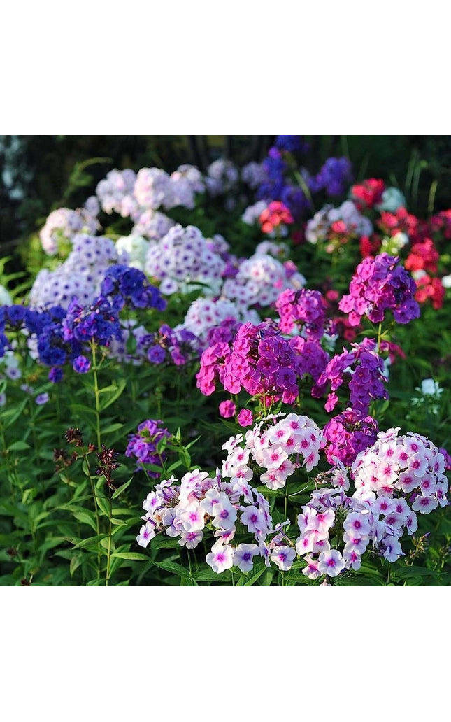 Mixed Phlox Flower Seeds - Dwarf Popstars Phlox Perennial Ground Cover - Creeping Popstars Phlox