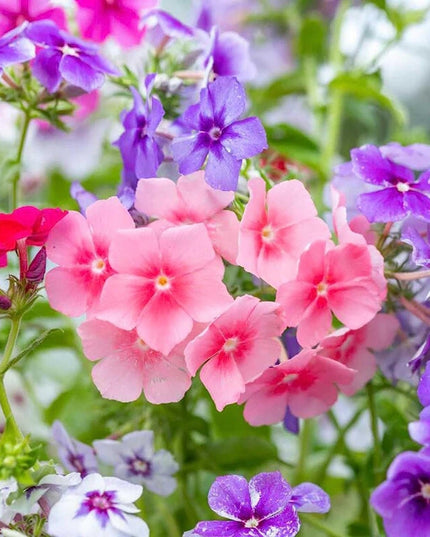 Mixed Phlox Flower Seeds - Dwarf Popstars Phlox Perennial Ground Cover - Creeping Popstars Phlox