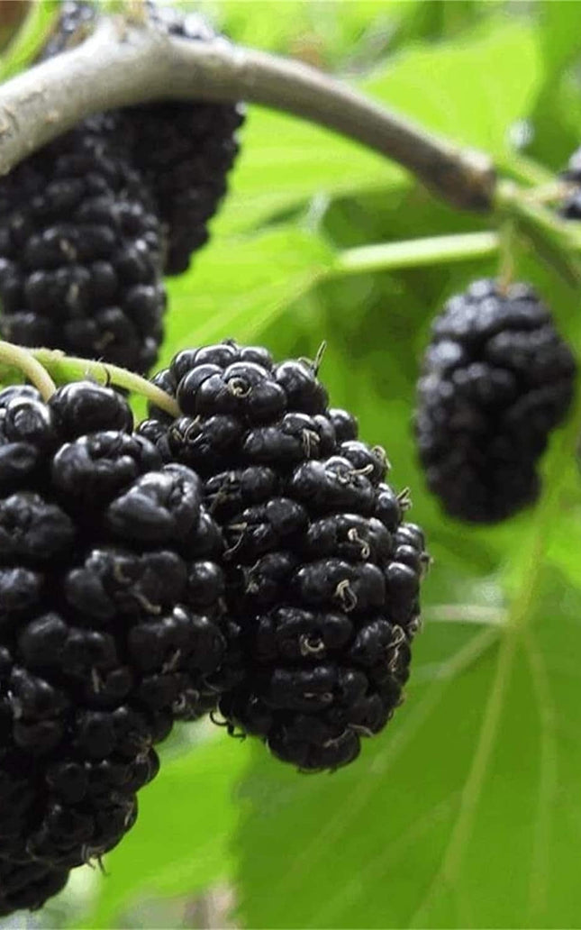 Mulberry Fruit Tree - 100 Seeds -