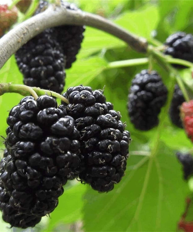 Mulberry Fruit Tree - 100 Seeds -