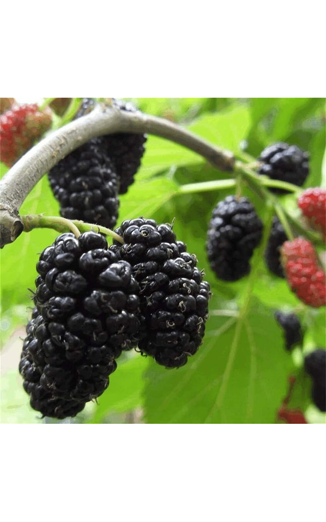 Mulberry Fruit Tree - 100 Seeds -