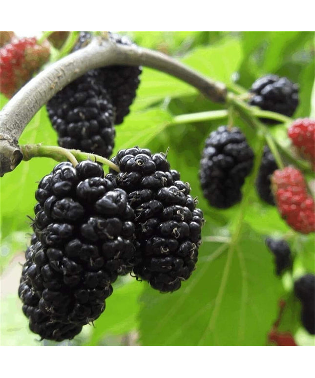 Mulberry Fruit Tree - 100 Seeds -