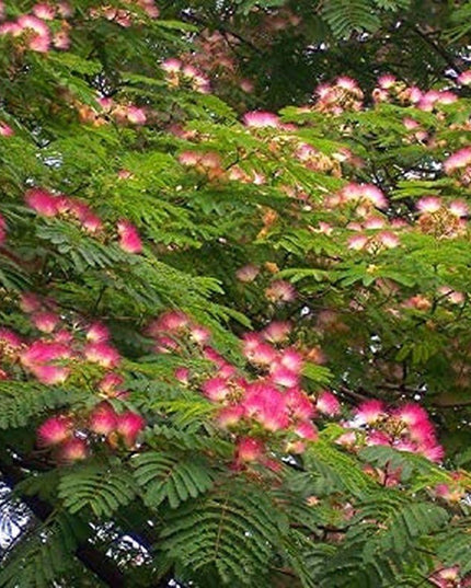 Pink Albizia Julibrissin Tree - 20 Seeds - Mimosa Tree, Silk Tree, Persian Silk Tree