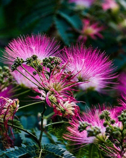 Pink Albizia Julibrissin Tree - 20 Seeds - Mimosa Tree, Silk Tree, Persian Silk Tree