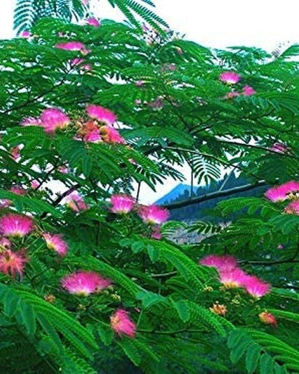 Pink Albizia Julibrissin Tree - 20 Seeds - Mimosa Tree, Silk Tree, Persian Silk Tree