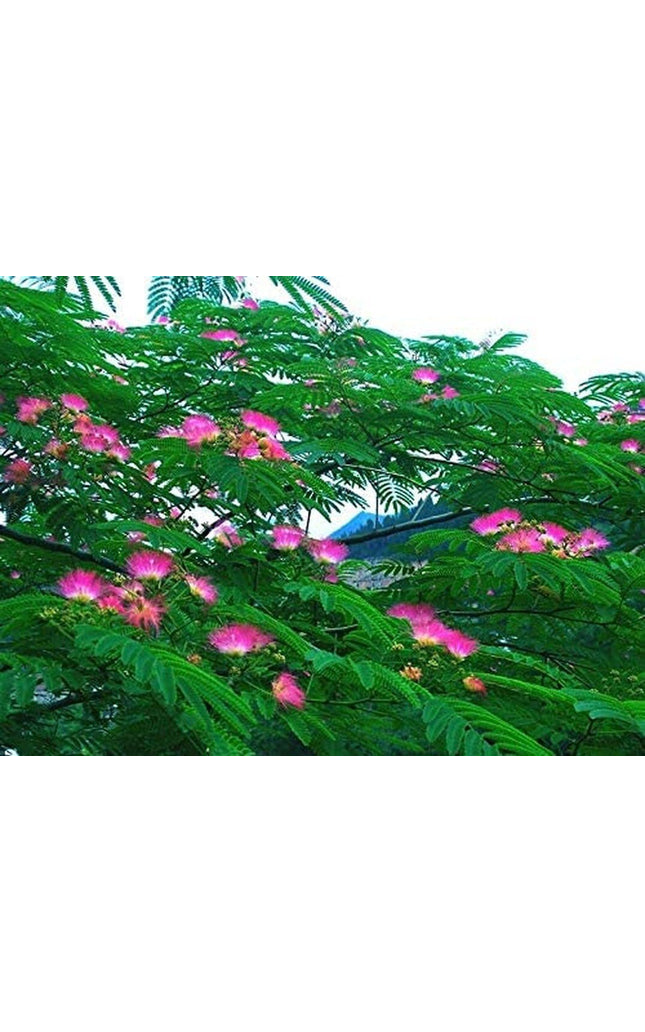 Pink Albizia Julibrissin Tree - 20 Seeds - Mimosa Tree, Silk Tree, Persian Silk Tree