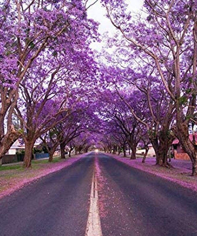 Purple Jacaranda - 20 Seeds - Mimosifolia Purple Flowers Tree