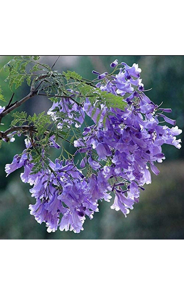 Purple Jacaranda - 20 Seeds - Mimosifolia Purple Flowers Tree