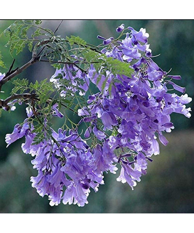 Purple Jacaranda - 20 Seeds - Mimosifolia Purple Flowers Tree
