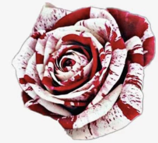 Rare White Blood Rose Plant Flower Seeds Flower Garden Asaka Rare True Blood Rose