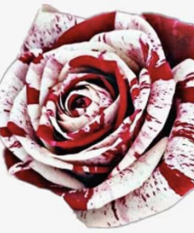 Rare White Blood Rose Plant Flower Seeds Flower Garden Asaka Rare True Blood Rose