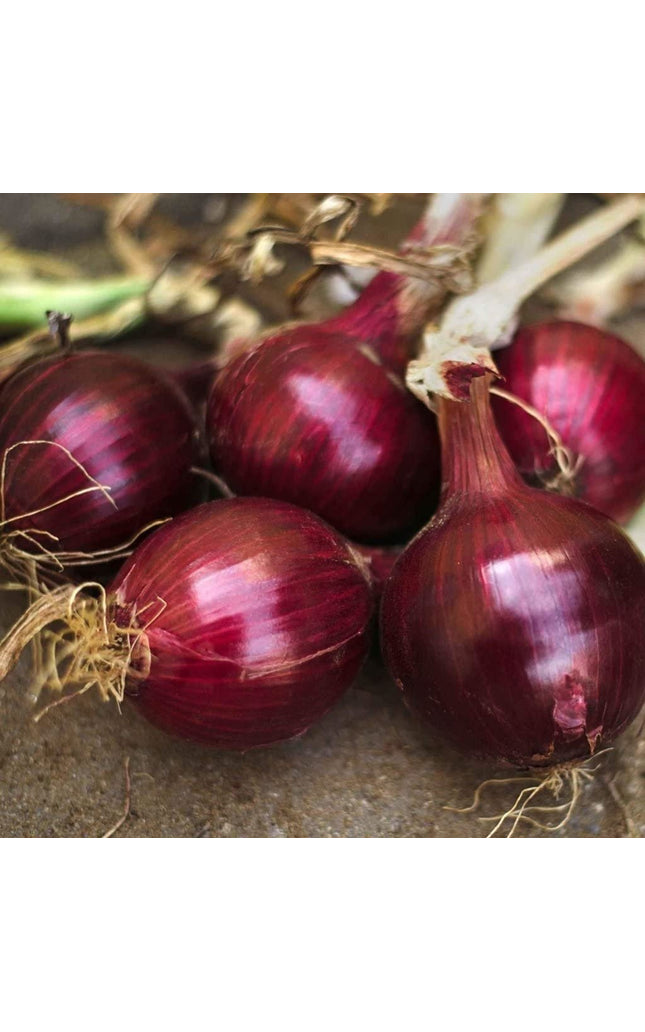 Red Burgundy Onion Seeds - Heirloom Non GMO Garden Vegetable