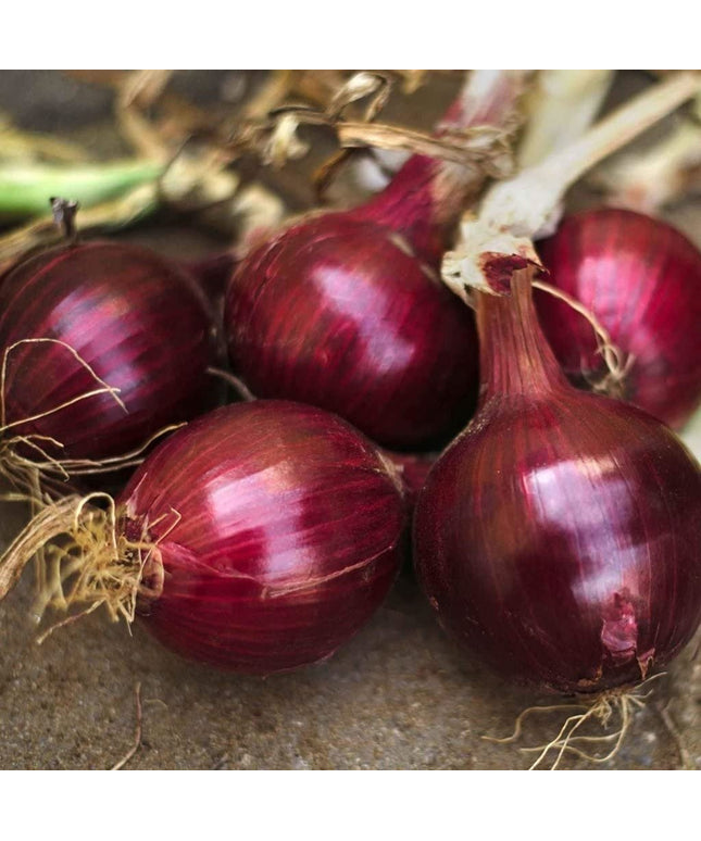 Red Burgundy Onion Seeds - Heirloom Non GMO Garden Vegetable