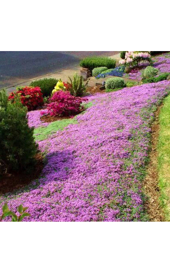 Red Carpet Creeping Thyme Ground Cover - 5000 Plant Seeds Perennial- Non-Gmo - Heirloom Flower