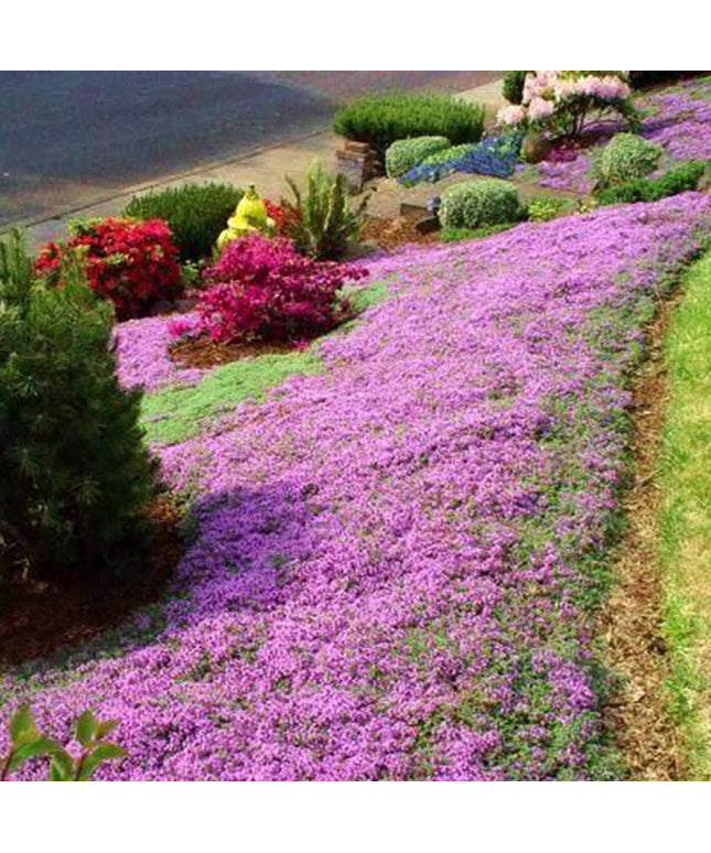 Red Carpet Creeping Thyme Ground Cover - 5000 Plant Seeds Perennial- Non-Gmo - Heirloom Flower