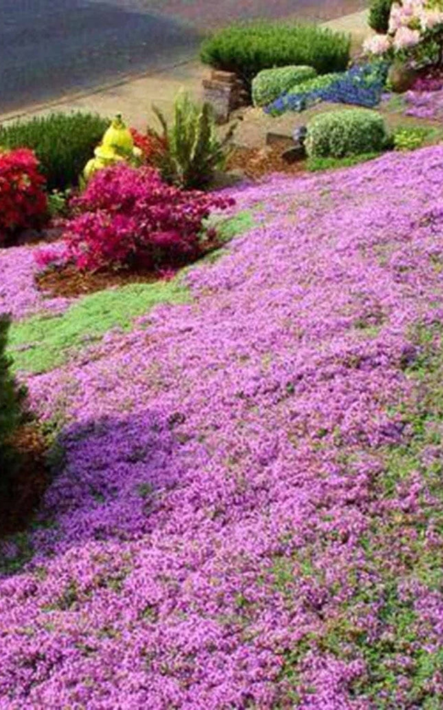 Red Carpet Creeping Thyme Ground Cover - 5000 Plant Seeds Perennial- Non-Gmo - Heirloom Flower