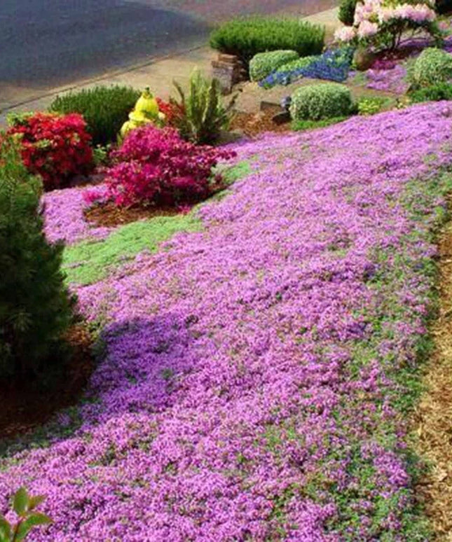 Red Carpet Creeping Thyme Ground Cover - 5000 Plant Seeds Perennial- Non-Gmo - Heirloom Flower