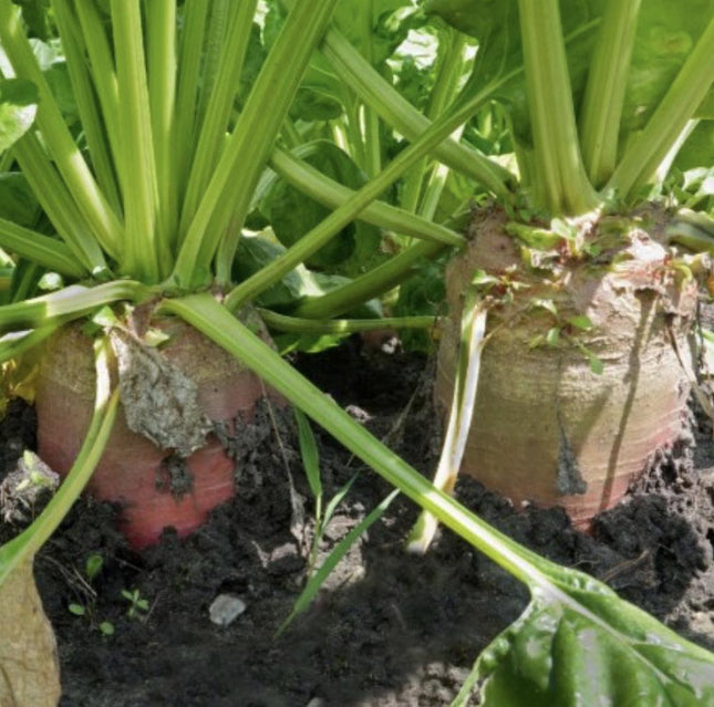 Red Mammoth Fodder Beet - 250 Seeds - Non-Gmo Heirloom