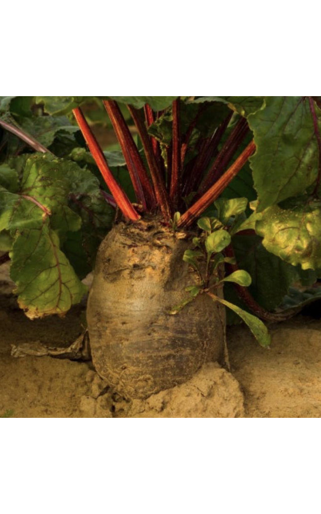 Red Mammoth Fodder Beet - 250 Seeds - Non-Gmo Heirloom