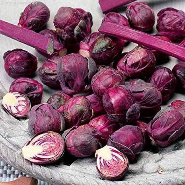 Rosella Brussels Sprouts Cabbage - 100 Seeds - Purple egetable