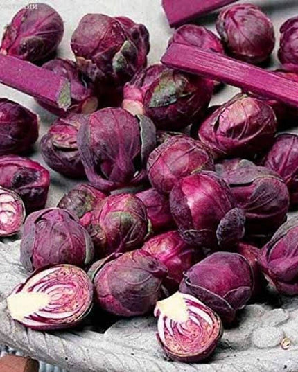 Rosella Brussels Sprouts Cabbage - 100 Seeds - Purple egetable