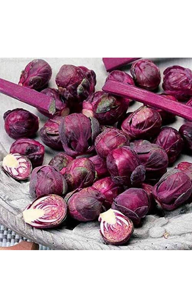 Rosella Brussels Sprouts Cabbage - 100 Seeds - Purple egetable