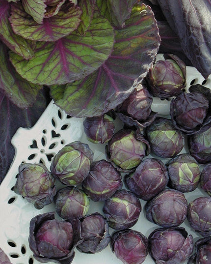 Rosella Brussels Sprouts Cabbage - 100 Seeds - Purple egetable