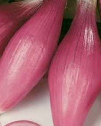 Rossa Lunga Torpedo Onion - 200 Seeds - Heirloom Italian Variety