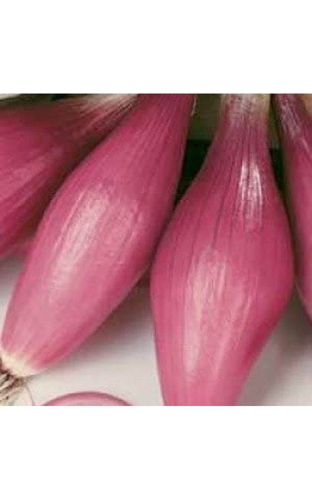 Rossa Lunga Torpedo Onion - 200 Seeds - Heirloom Italian Variety