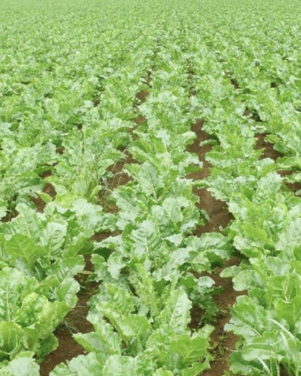 Sugar Beet - 250 Seeds - Non-Gmo Heirloom