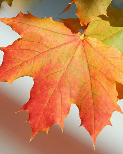 Sugar Maple Tree - 20 Seeds - Acer Saccharum, Colorful and Easy to Grow Fast-Growing