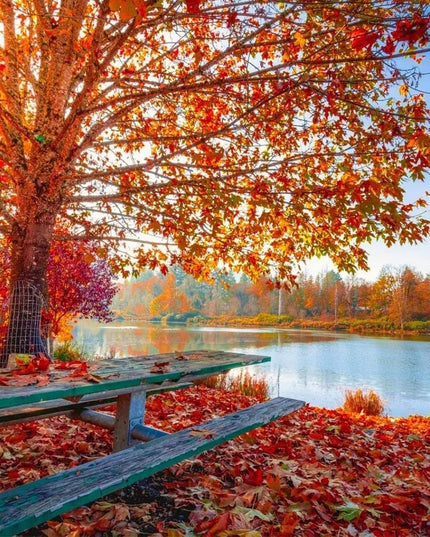 Sugar Maple Tree - 20 Seeds - Acer Saccharum, Colorful and Easy to Grow Fast-Growing