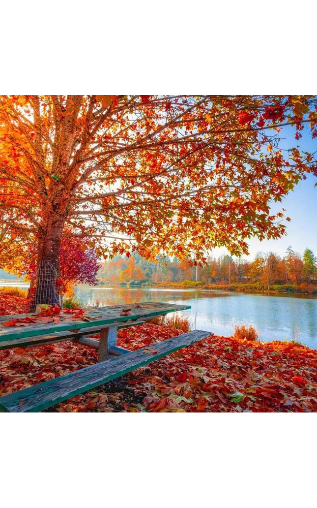 Sugar Maple Tree - 20 Seeds - Acer Saccharum, Colorful and Easy to Grow Fast-Growing