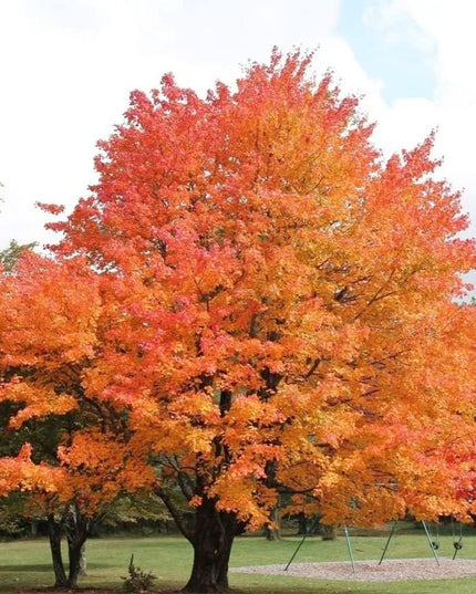Sugar Maple Tree - 20 Seeds - Acer Saccharum, Colorful and Easy to Grow Fast-Growing