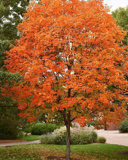 Sugar Maple Tree - 20 Seeds - Acer Saccharum, Colorful and Easy to Grow Fast-Growing