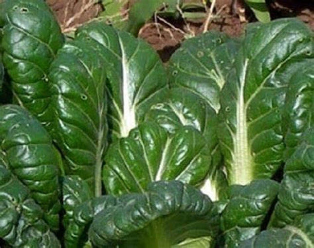 Tatsoi Mustard - 500 Seeds - Heirloom Non GMO Garden Vegetable Bulk