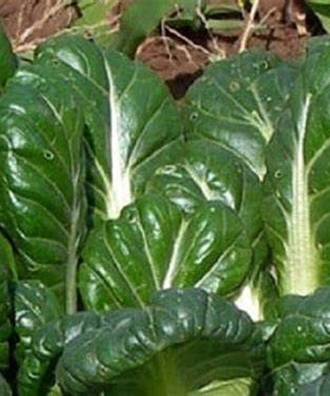 Tatsoi Mustard - 500 Seeds - Heirloom Non GMO Garden Vegetable Bulk