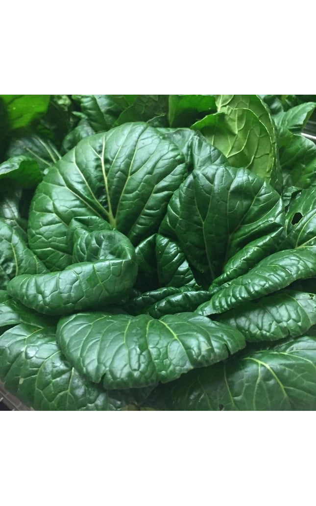 Tatsoi Mustard - 500 Seeds - Heirloom Non GMO Garden Vegetable Bulk