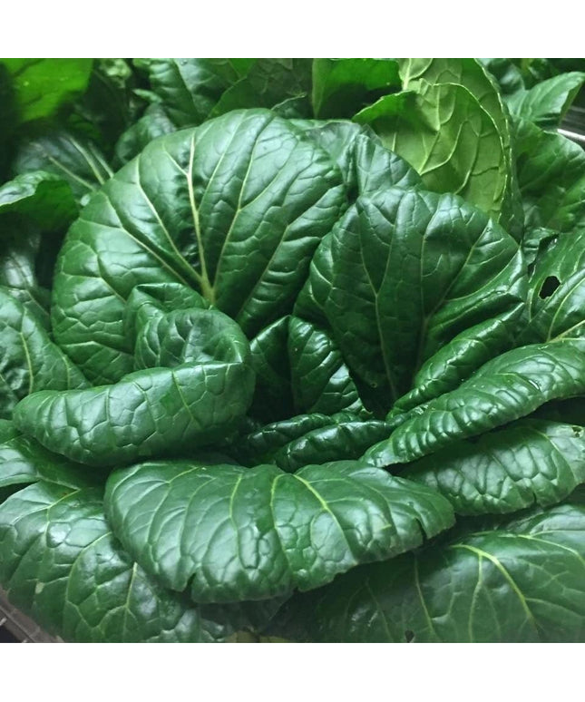 Tatsoi Mustard - 500 Seeds - Heirloom Non GMO Garden Vegetable Bulk